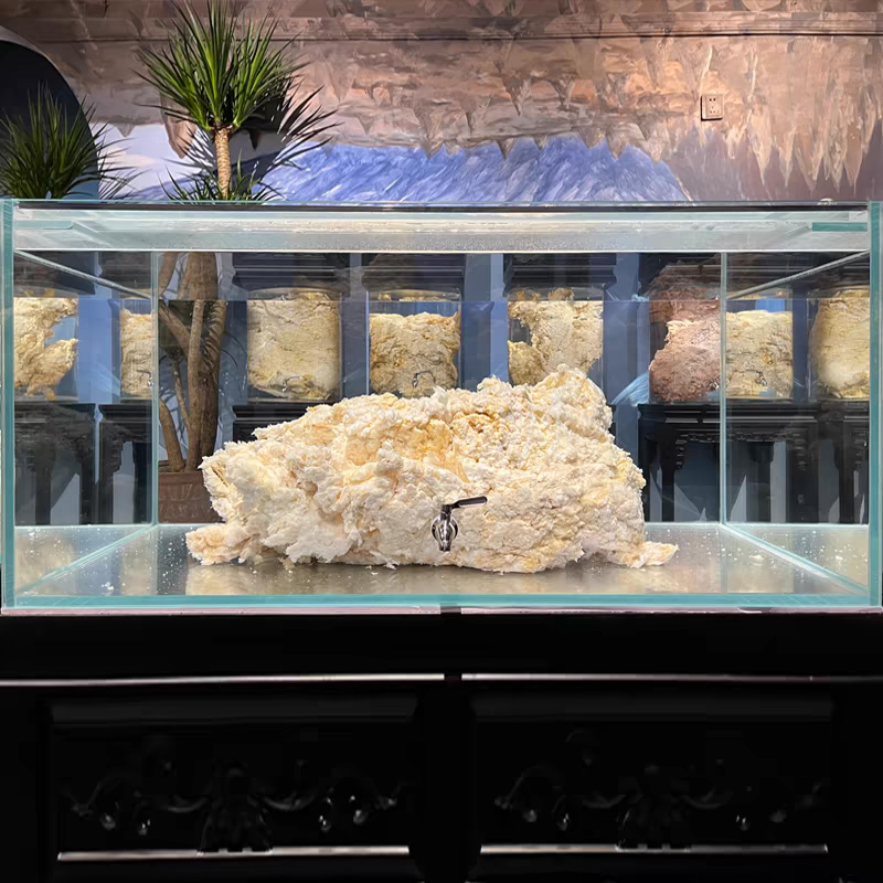 长白山野生石太岁