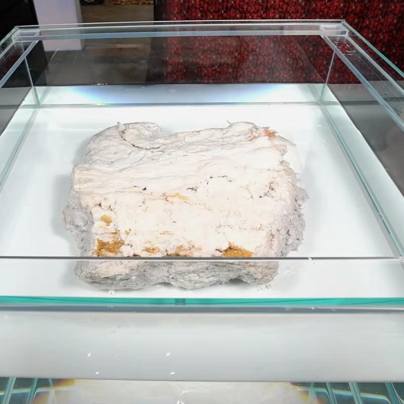 长白山野生石太岁